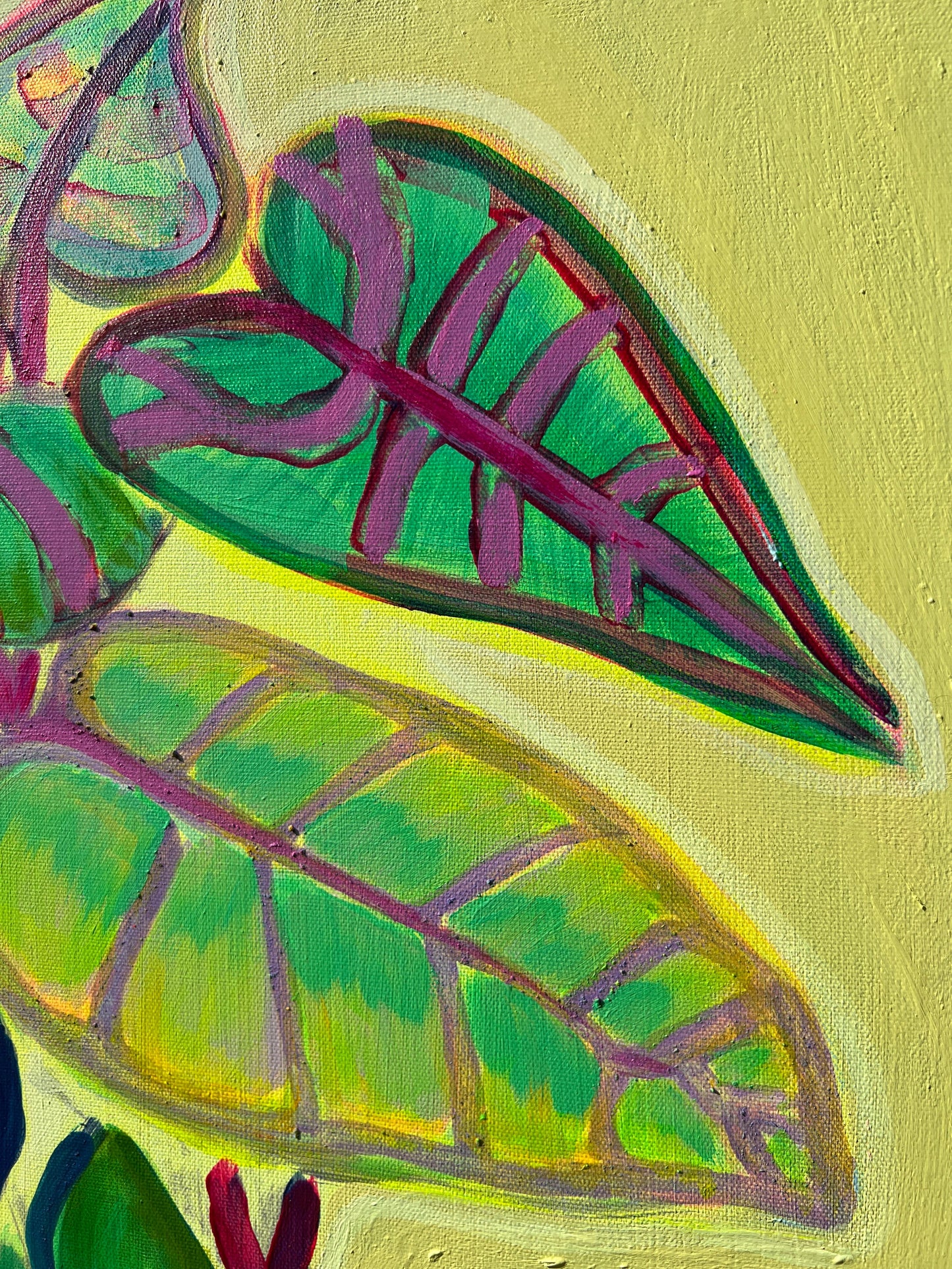 Alocasia Study IV artwork by Kathryn Sillince, 61cm by 71cm, featuring detailed botanical illustration of Alocasia plant.