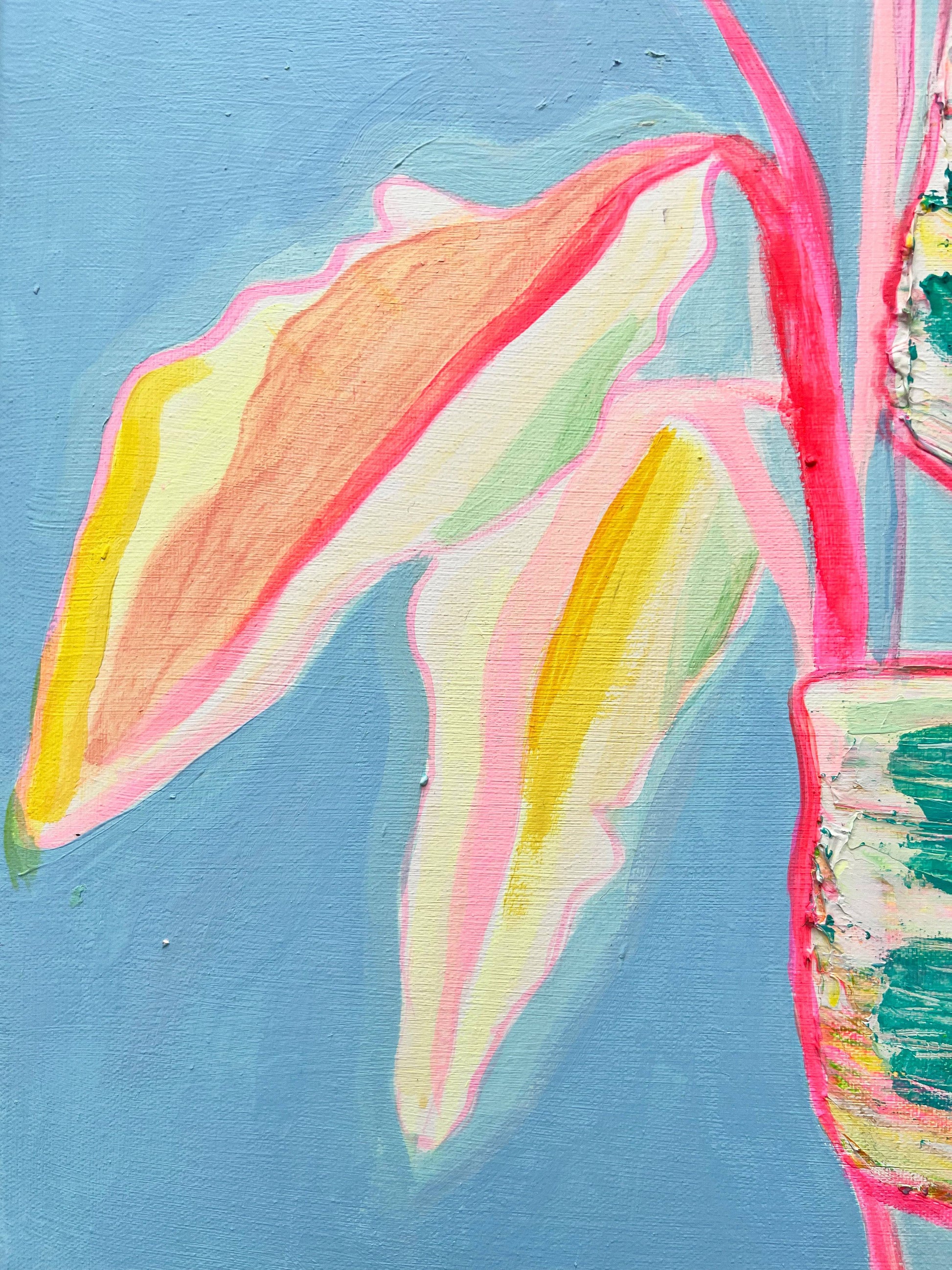 'Musa Basjoo'  46cm x 46cm - Kathryn Sillince Artist