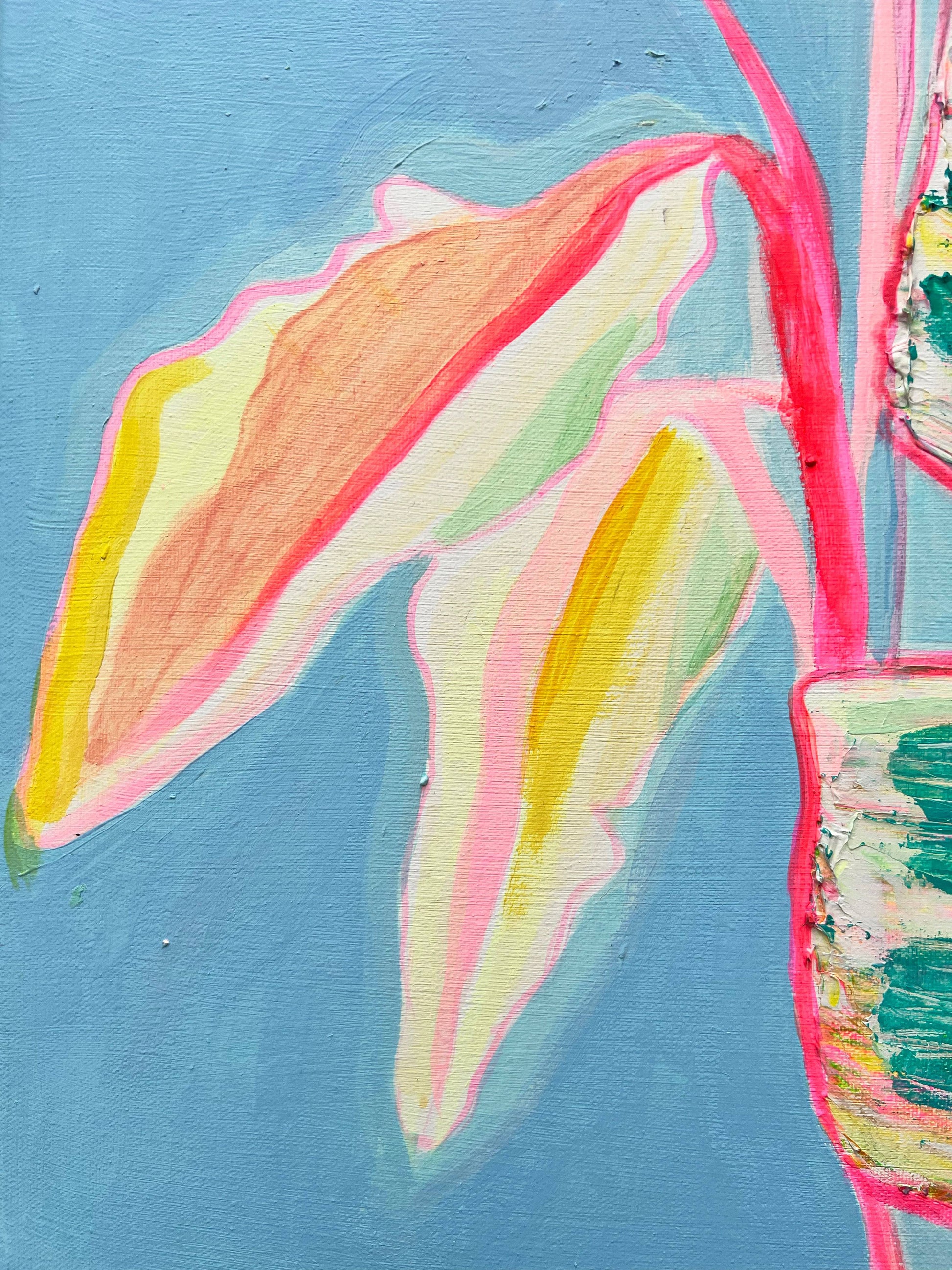 'Musa Basjoo'  46cm x 46cm - Kathryn Sillince Artist